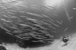 Diver and school of Southern Sennet, Grand Cayman. Nikon ... by David Heidemann 